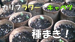 カリフラワー・キャベツの種まき