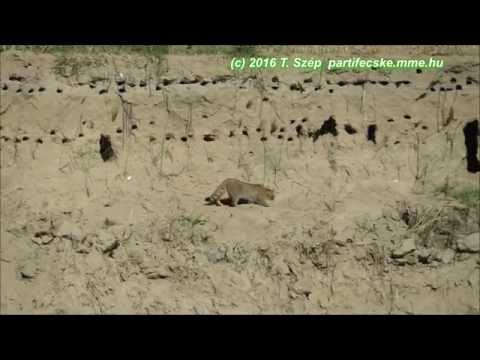 Wildcat (Felis silvestris) predation at a Sand Martin colony