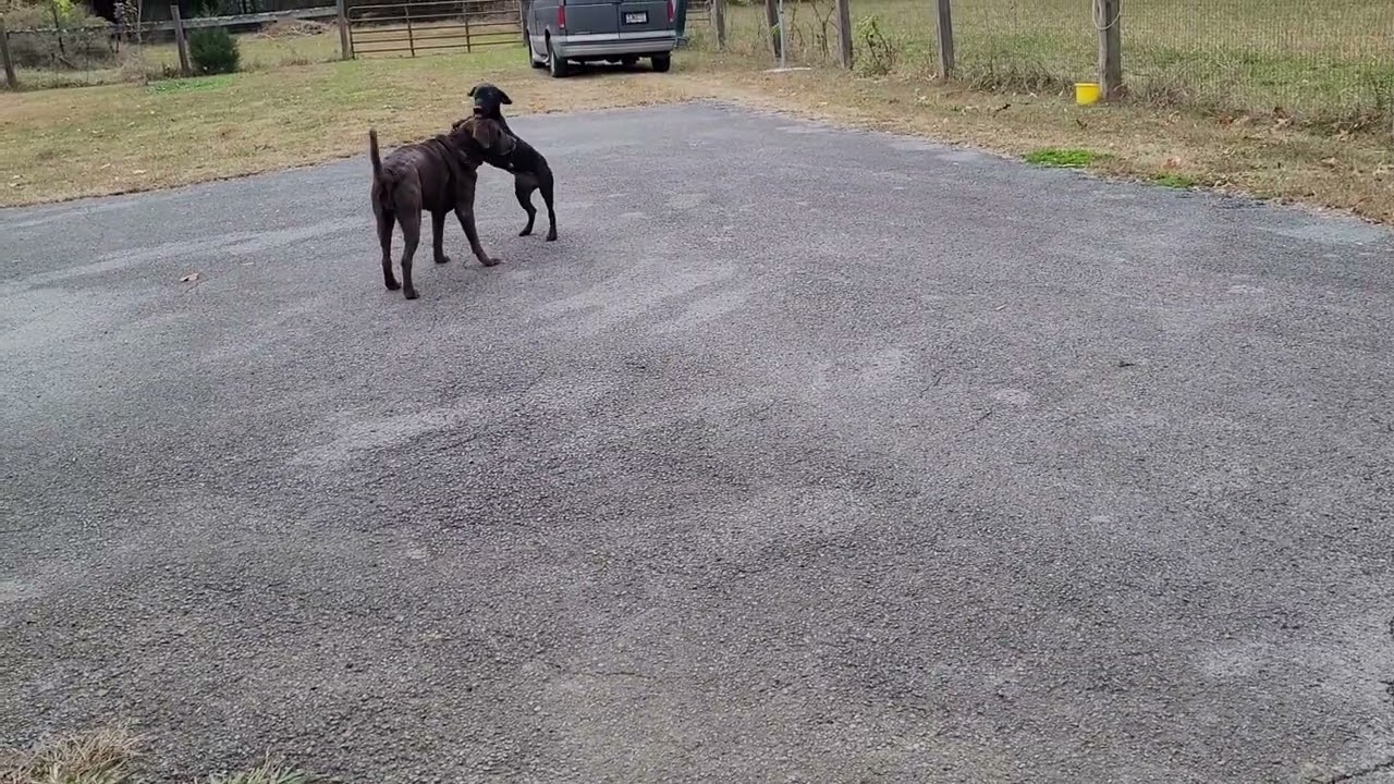 Enlarge Ciri, a Adoptable mixed breed in Killingworth, CT video 4/4