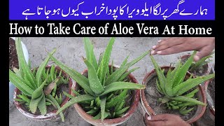 How To Care Aloe Vera Plants In Summer  Season Complete Information {Urdu/Hindi}