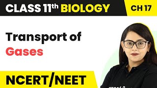 Transport of Gases - Breathing and Exchange of Gases | Class 11 Biology/NEET-AIIMS