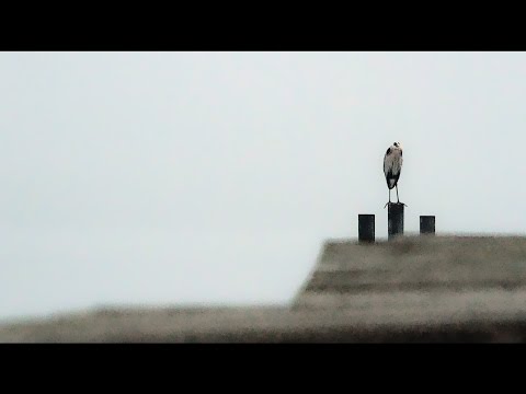 Sven Van Hees - Bossambique