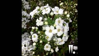 우원재 (Woo) - &#39;SS (Feat. 사이먼 도미닉 &amp; 후디) (Prod. By KHYO)&#39; Official Audio