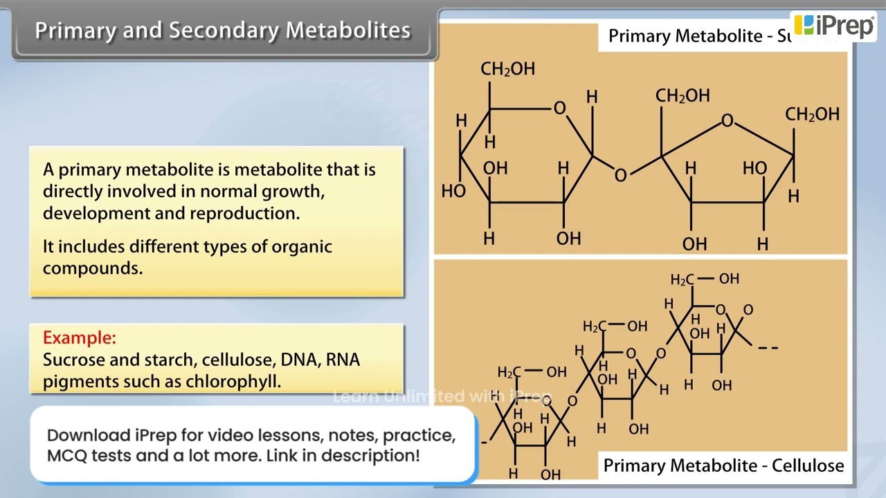 Primary and Secondary Metabolites | Biomolecules | Biology | Class 11th | iPrep