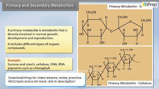 Primary and Secondary Metabolites | Biomolecules | Biology | Class 11th | iPrep