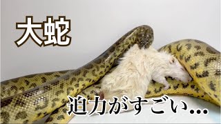 ヘビの餌やりルーティン撮ってみた#ハイブリッドアナコンダ#イエローアナコンダ#ズグロパイソン#ボールパイソン#カーペットパイソン#ブラジルレインボーボア#ルーティン#ヘビ#餌やり