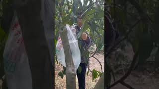 Download lagu Teknik Irigasi Tetes Murah - Pertanian Kreatif #short #shorts mp3 Download lagu Teknik Irigasi Tetes Murah - Pertanian Kreatif #short #shorts mp3