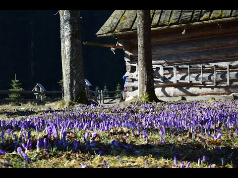 Wideo - Dolina Chochołowska - YouTube