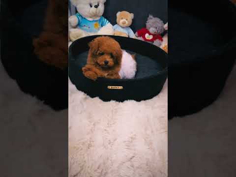 Maltipoo puppy for sale