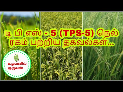 டி பி எஸ் - 5 (TPS-5) நெல் ரகம் பற்றிய தகவல்கள்...