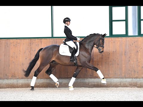 Rheinglanz - Hengstkollektion Schockemöhle & Helgstrand 2021 DEU