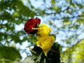 La Rose - Pierre de Ronsard 