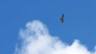 preview picture of video 'Soaring Hawk in Hooksett, NH (University Heights)'