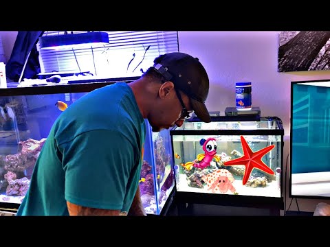 Adding our CLEAN UP crew to the 20 gallon SALTWATER AQUARIUM!