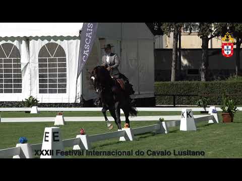 XXXII Festival Intern do Cavalo Lusitano - Equit Trabalho Ensino Highlights 3 primeiros
