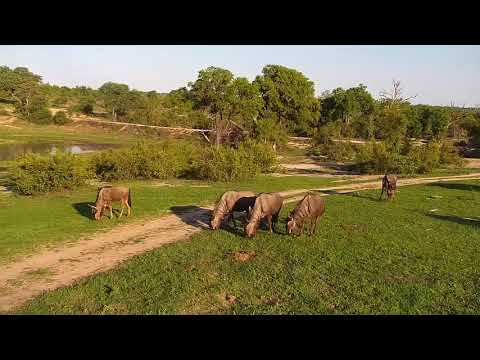 Djuma: Wildebeests grazing - 17:09 - 12/14/19