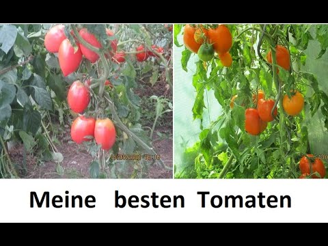 Meine Lieblingstomaten. Die besten Sorten aus meiner Kollektion.