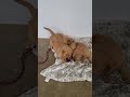 Golden Retriever dogs for sale: Rocco - Video 1
