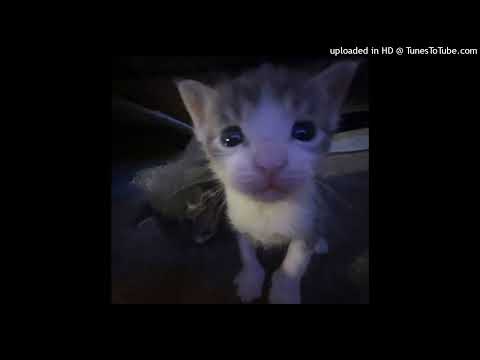 @maroks. - NORMAL (prod.@snorkatje)