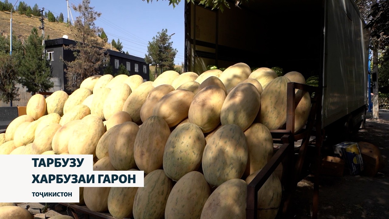 Имсол нархи тарбузу харбуза фавқулода гарон аст.Чаро?