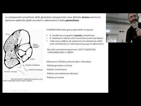 BCT B 05 Ghiandole Esocrine 2