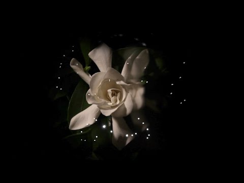 Video thumbnail for Circular as Our Way