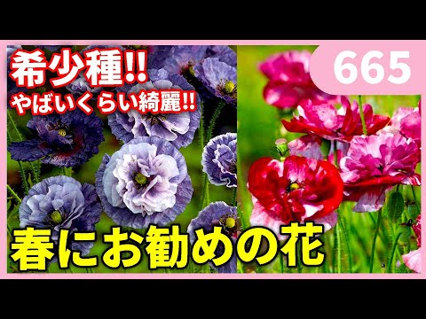 オリエンタル ポピー、オリエンタル ポピー、ケシ オリエンタル