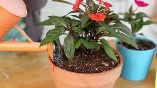 How to Keep Impatiens Alive Indoors Through the Winter? : Indoor Planting