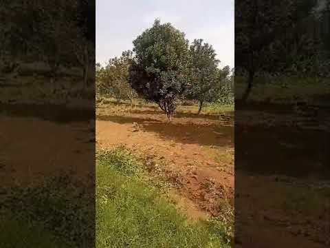 gasabo ndera ibibanza bihagurishwa 10M kuzamura ubuso 600 nimali pe ahantu heza ntagusiza 0787173458