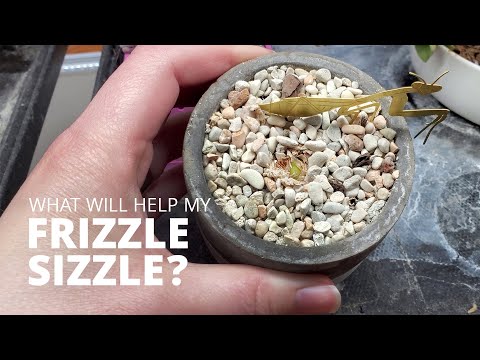 Videos from Succulents and Sunshine