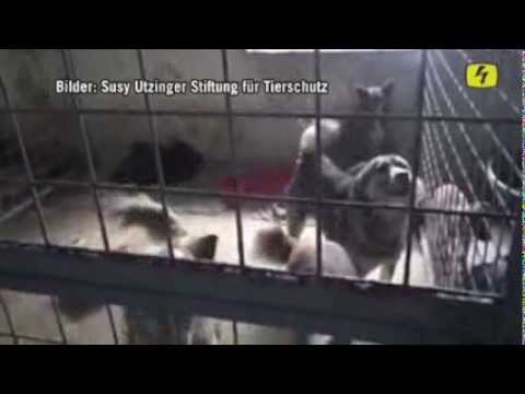 Einsatz zum Schutz rumänischer Strassenhunde