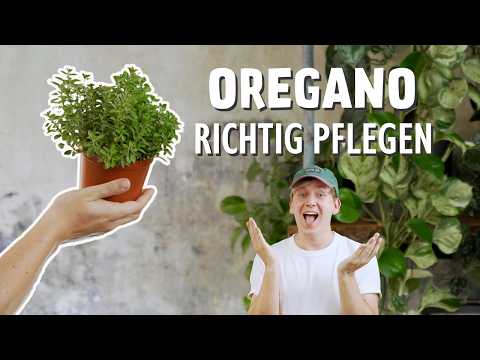 Von der Aussaat zur Ernte: Ultimativer Guide zur Oregano-Pflege! 🪴⚠️