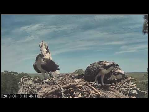 Savannah Osprey Cam ~ Be Careful Mom!  June 13, 2019