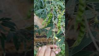 Download lagu tamanan sayur gude khas pedesaan #travelingvlog #jelajahalam #orangpinggiran #youtubeshorts mp3 Download lagu tamanan sayur gude khas pedesaan #travelingvlog #jelajahalam #orangpinggiran #youtubeshorts mp3