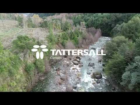 QUILLECO 940 HA/REGIÓN DEL BÍO BIO