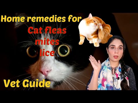 Home Remedies for Cat  External Parasites / Cat skin problems treatment/ Dr. Hira Saeed