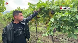 Zirai Dondan Etkilenerek Verimi Yüzde 80 Düşen Üzüm, Çiftçinin Hayal Kırıklığı Oldu