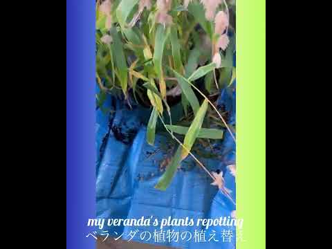 窓辺にある芳香性のハーブポット