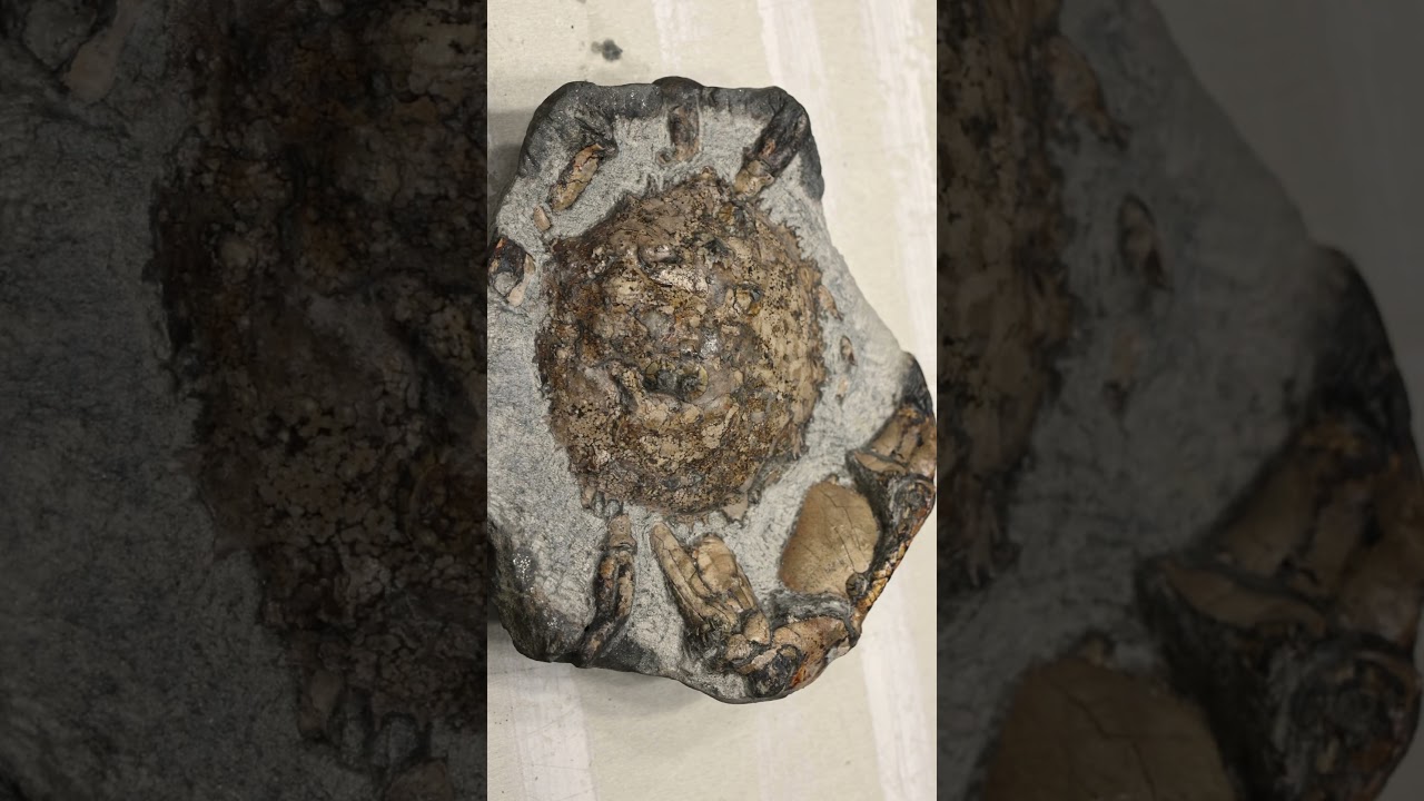 my most difficult fossil crab prep #fossilprep #fossil #reveal #science
