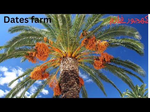 Dates palm Harvesting by shaking Machine - technical farming - Packing dates modren agriculture tec-