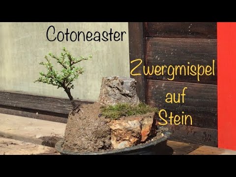 Bonsai Zwergmispel (Cotoneaster)auf Stein/Bonsai oder Kleinholz 2023-15