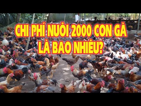 , title : 'Chi phí nuôi 2000 con gà đến khi xuất bán là bao nhiêu?'