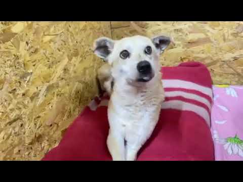 Aza, a special dog from Zaporizhzhya