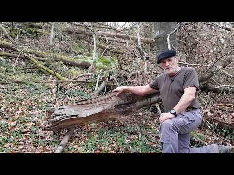 21 Bris de charpentière - Starkastbruch - Limb breakage