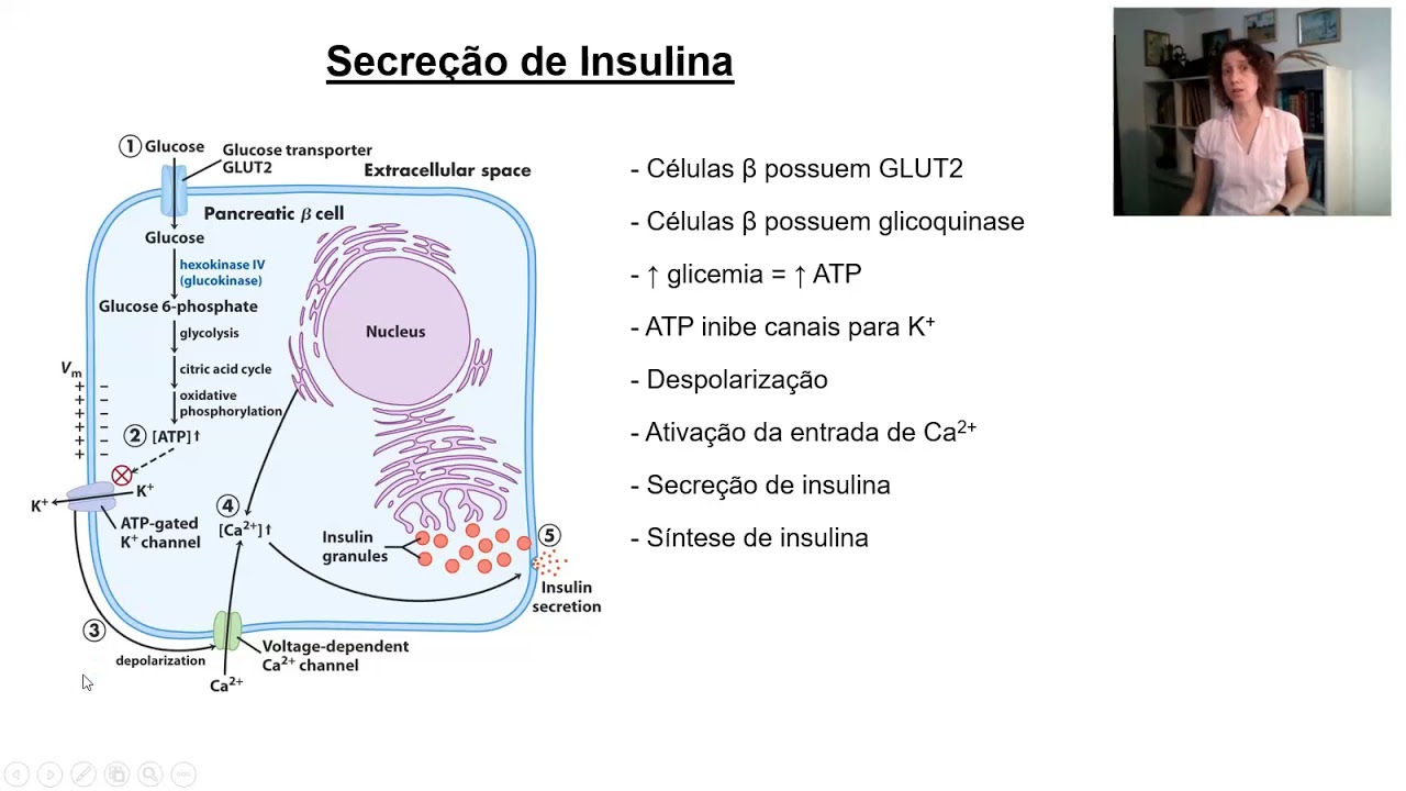 Regulação hormonal do metabolismo