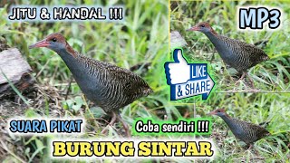 Download lagu ✓ Suara pikat burung SINTAR paling jitu dan ampuh 100% untuk pancingan mp3 Download lagu ✓ Suara pikat burung SINTAR paling jitu dan ampuh 100% untuk pancingan mp3