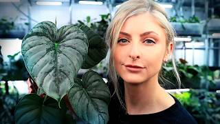 TOP 5 EASY PHILODENDRON! | Crawler Edition