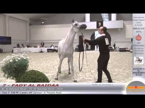 N.7 FADY AL BAIDAA - Berlin Cup S-Show Werder 2015 - Colts 2 years old (Class 7)