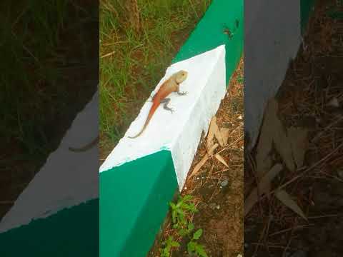 wow 😱 Colour changing chameleon 😮