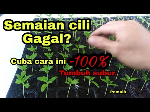, title : 'Tanam cili# cara semai biji cili/cabe anti gagal-How to sow chili seeds.'